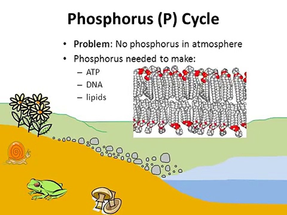 EN-501-2015-The Phosphorus Cycle