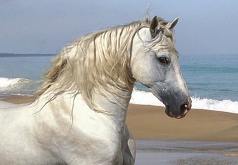 Los caballos mas bonitos del mundo
