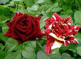 Las Rosas mas Bonitas del Mundo