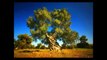 Как в домашних условиях вырастить Оливковое Дерево