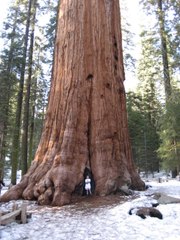 El Arbol mas Alto, mas Grande y mas Viejo del mundo