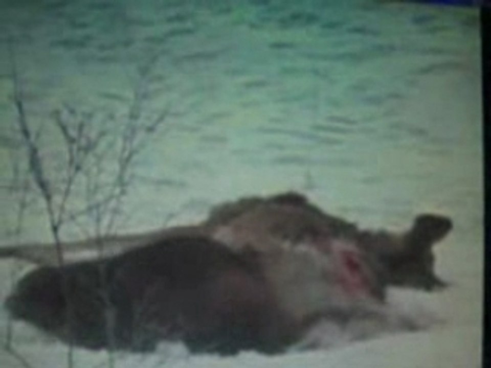 Wolverine vs wolves