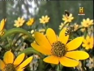 solo la apicultura me encanta