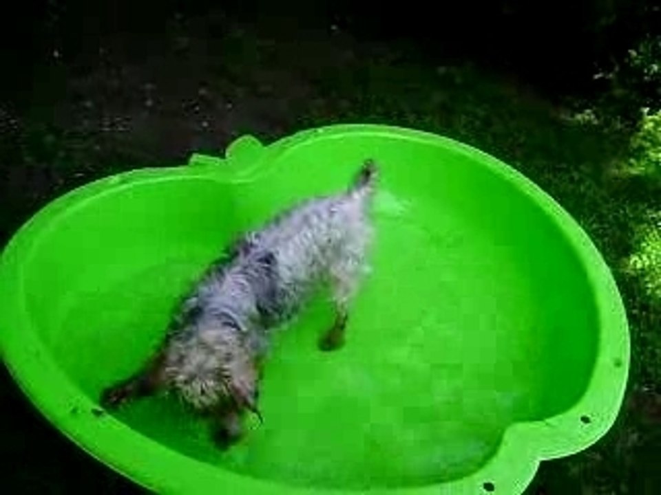 Uni le yorki