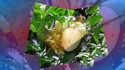 Как вырастить Дынную Грушу или Пепино