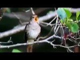 Beautiful Singing Birds - Nature Videos
