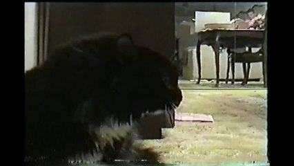 Talking Cat Saying "Oh Long Johnson"