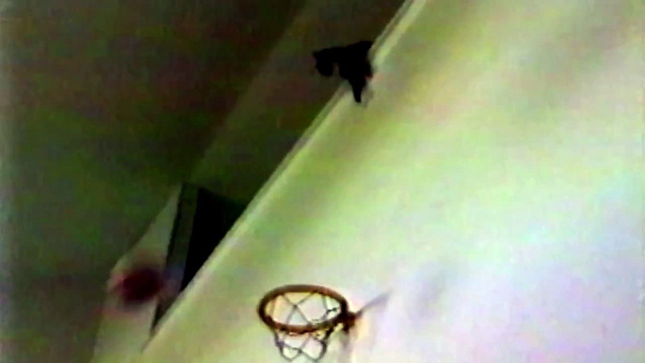 This Cat Is A Basketball Pro!