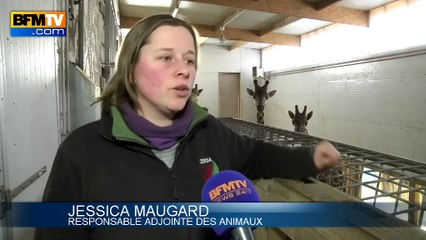 Comment les animaux vivent-ils le froid dans les zoos?