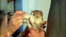 Tiny Kitten Drinks Milk From A Tiny Bottle