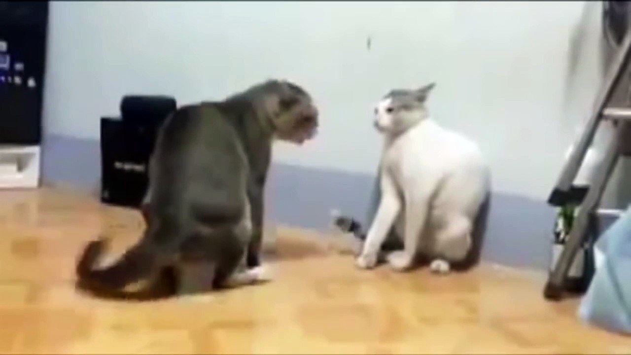 Ultimate Cat Fight