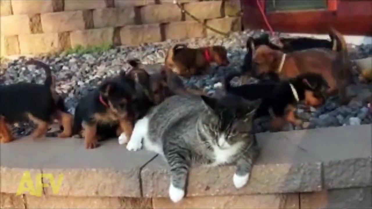 World's Most Patient Cat Puts Up with Puppies