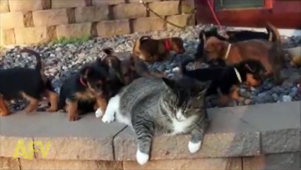 World&#39;s Most Patient Cat Puts Up with Puppies