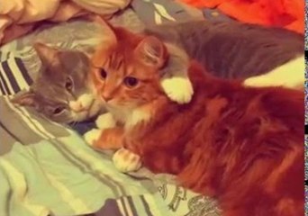 Cute Cats Love to Cuddle