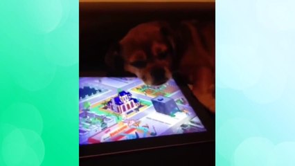 Funniest Dog Vines Compilation - Best Videos of Week 2015
