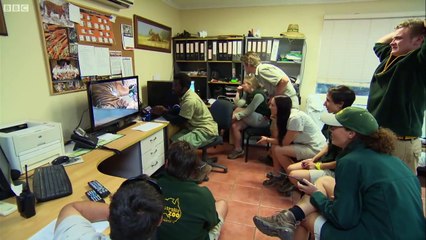 Birth of Twin Tiger Cubs - Tigers About The House