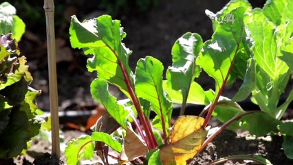 Código Verde - Cambio Climático
