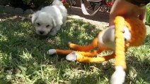 Bichon Frise Puppies VS. Alligator - Puppy Love