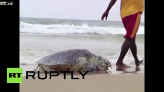 India: 150 dead turtles wash up on Puri beach