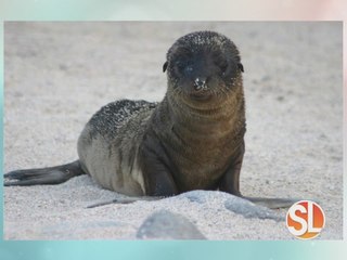 AAA Travel: Ecuador and the Galapagos Islands