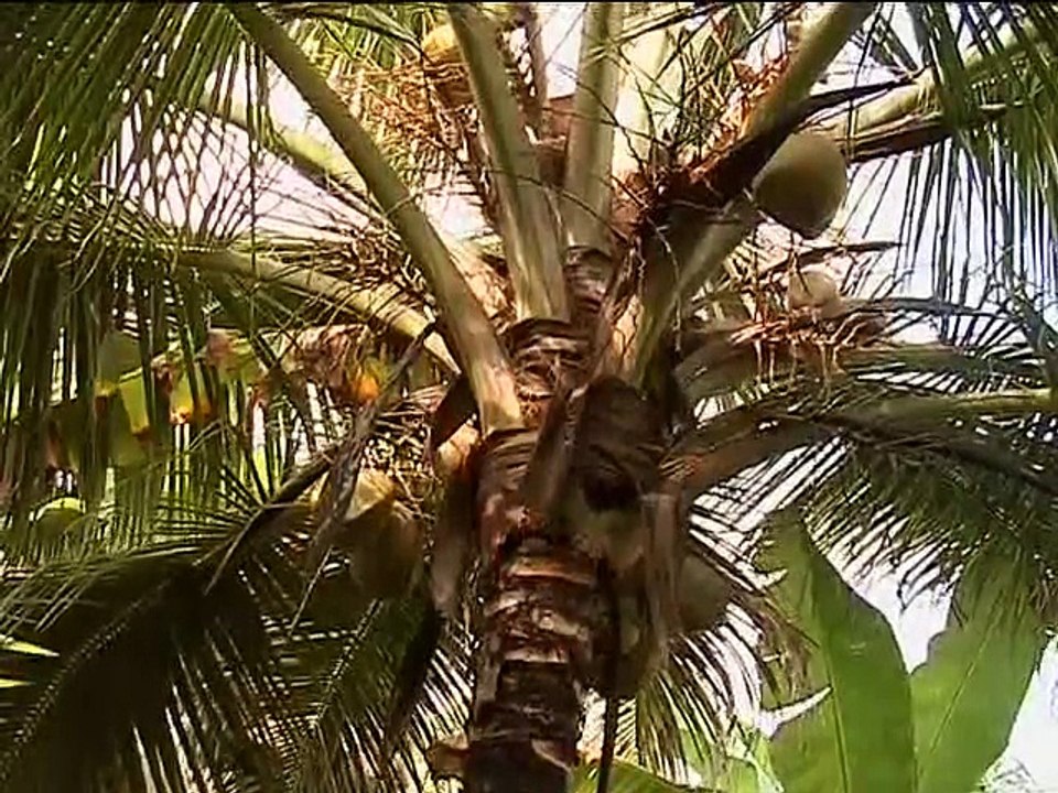 21 de diciembre de 2015 ASOHOFRUCOL Coco