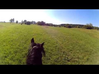 Funny Horses,Funny Animals,Filly 2,Worry passt auf,Baby Horse,Pferde,Konie,子馬,жеребенок