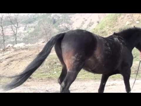 Katy Perry ft Juicy J Dark Horse PARODY