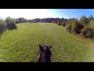 Funny horses playfight & yawn in snowstorm!
