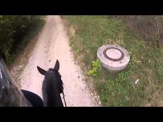 Dangerous Horse Tries To Kill Horse ?   Runaway Horse Tries to Kill Rider ?