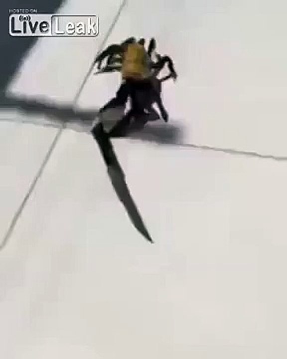 Crab Caught  Wielding a Knife in Brazil To Escape Restaurant (720p Full HD)