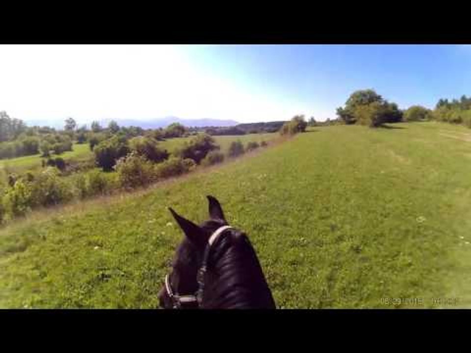 Horses funny and cute !