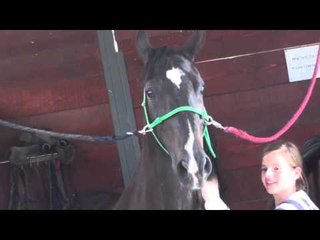 The Sims 3 Horses   Funny & Fails