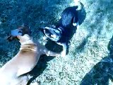 Avery and Ogy play fighting_ By Toba.tv