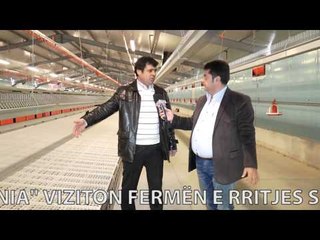 Report TV - Made in Albania viziton fermën e rritjes së shpendëve "Driza" në Patos