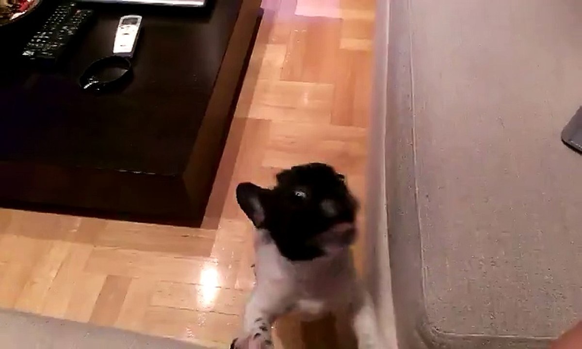 Francuski Buldog Ogy-Svađalica _)_ By Toba.tv