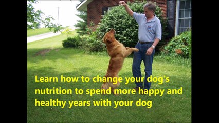 Best Dog food - What is the best Dog food- - Natural Dog food reviews