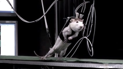 État de Santé : L’expérimentation animale : un mal nécessaire ?
