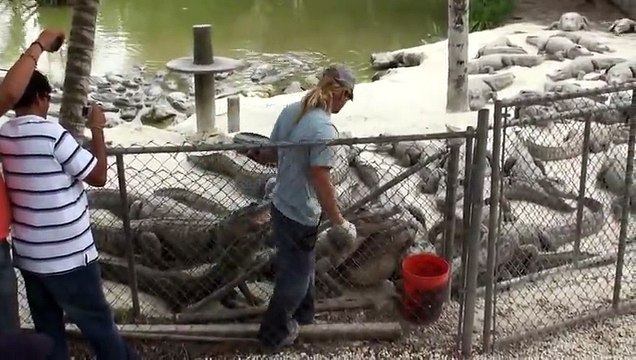 Timsah Oğlanın Elini Tuttu | Timsah | Crocodile Saldırısı