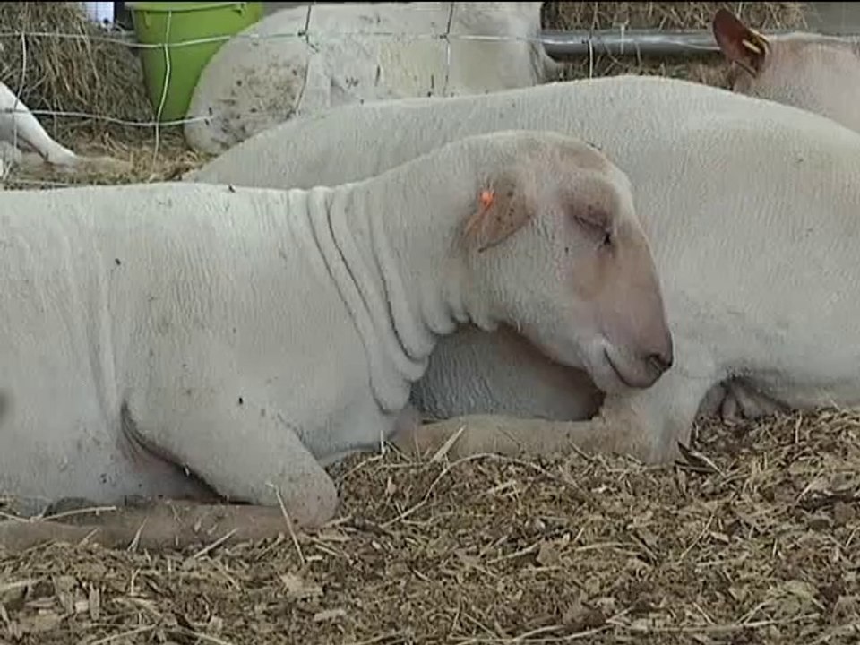 24 de diciembre de 2015 ASOOVINOS Feria Ovina y...