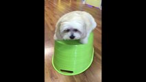 Dog on Shaking Box