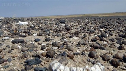 Scientists unveil ancient massacre in Kenya