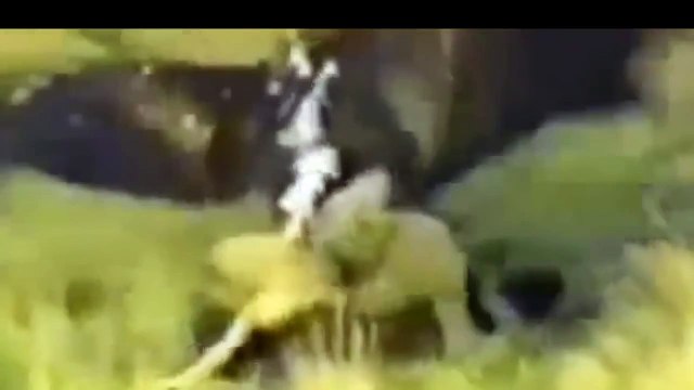 Eagle attacks Wolf, Man, other Animals - Animal Attack Video Compilation