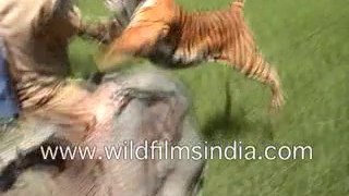 Tiger Attacking a Man on an Elephant