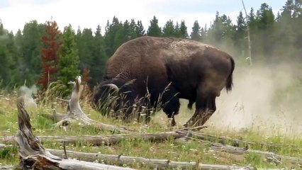 Wild Buffalo at Yellowstone National Park
