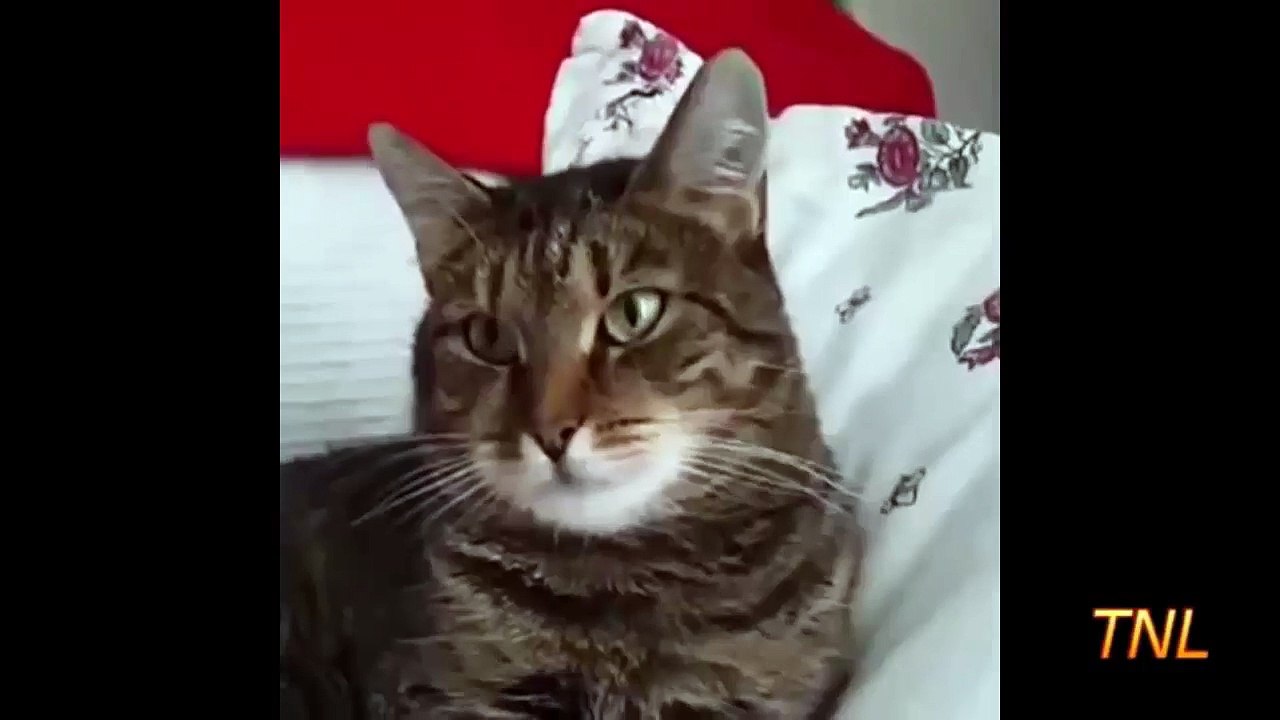 Résultats de recherche Ce chat n'aime pas les fleurs !