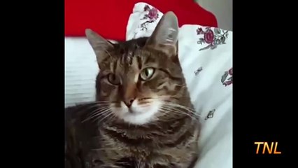 Résultats de recherche Ce chat n'aime pas les fleurs !