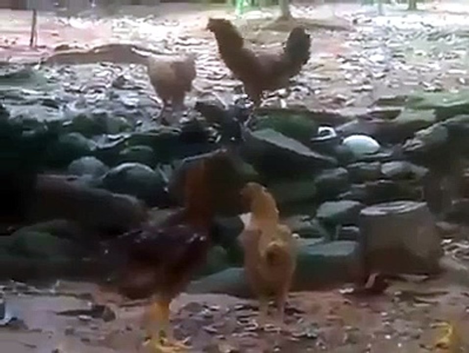 Bird vs hen