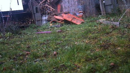Oiseau mystère du jardin