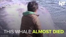 Fishermen In Japan Save Dying Whale