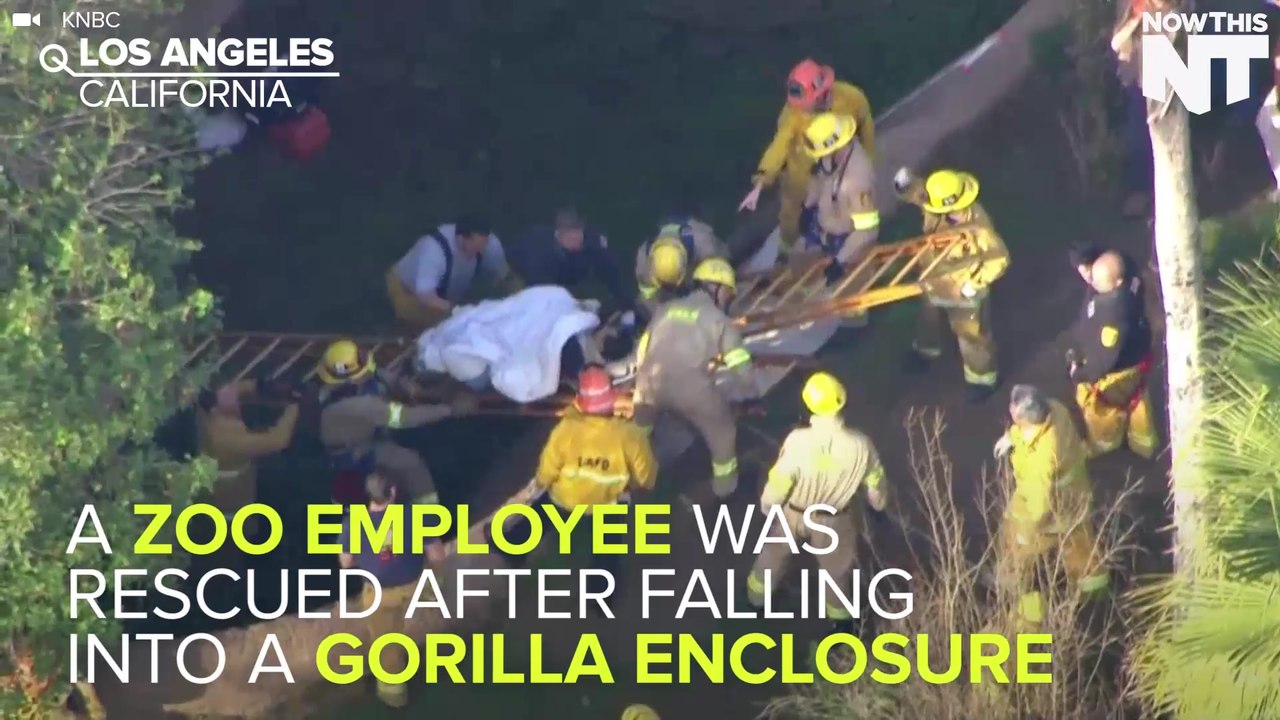 Zoo Employee Falls Into Gorilla Enclosure